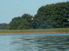 Seeadler an dem Gardno-See